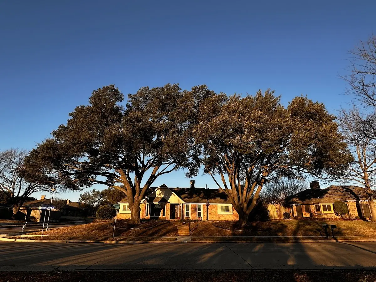 Established residential canopy tree shading a home in Beech Creek